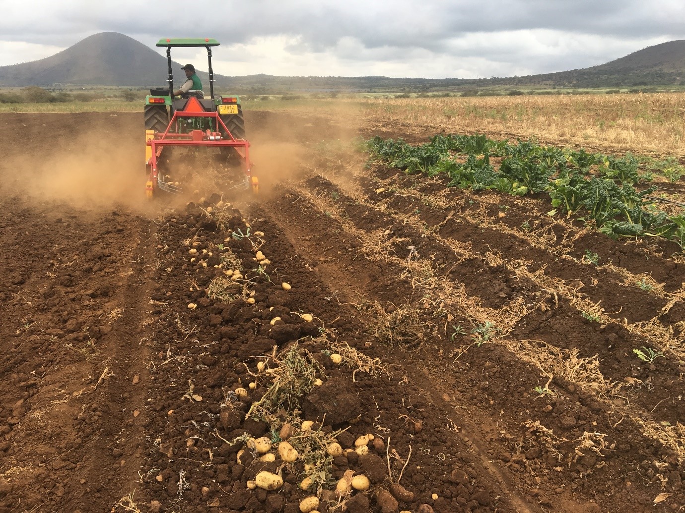 LonAgro Tanzania Rovic Potato Harvester Excels at Onion Harvesting